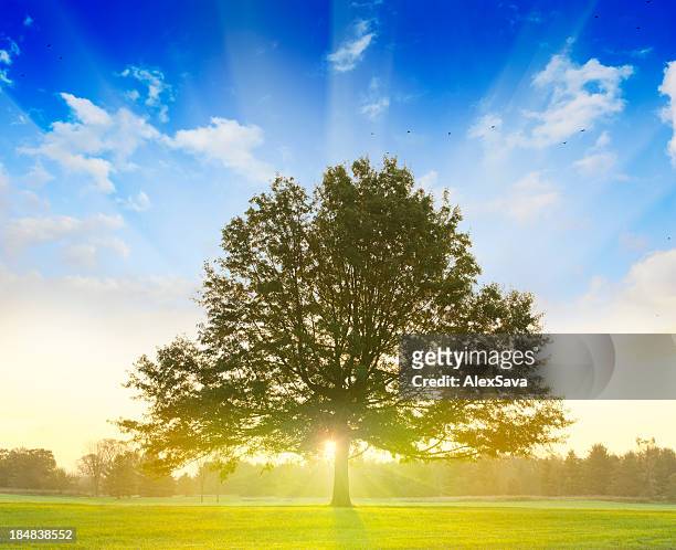 sunrise behind tree - single tree stock pictures, royalty-free photos & images