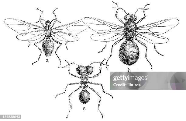 leafcutter ant (atta cephalotes) - leaf cutting ants stock illustrations