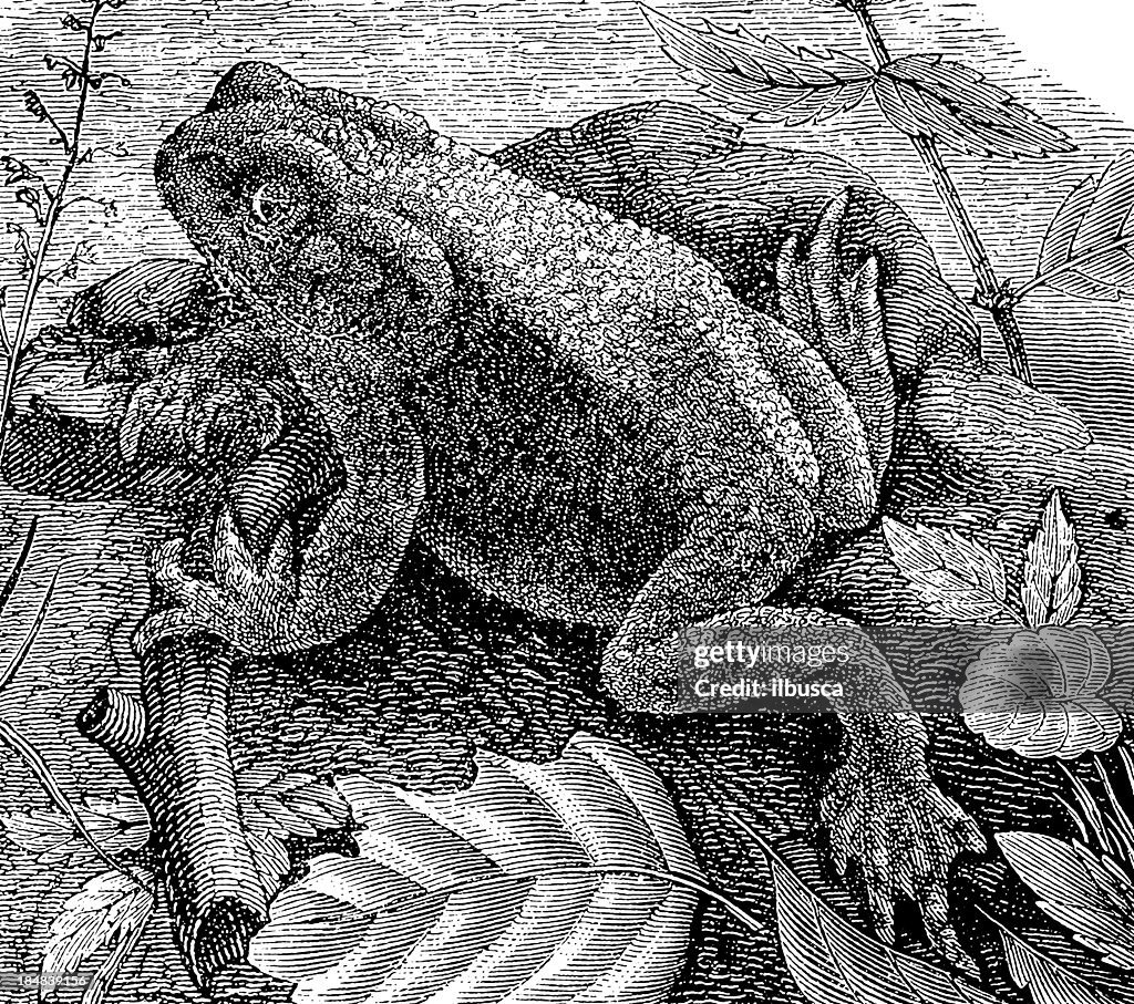 Common Toad (Bufo Bufo)