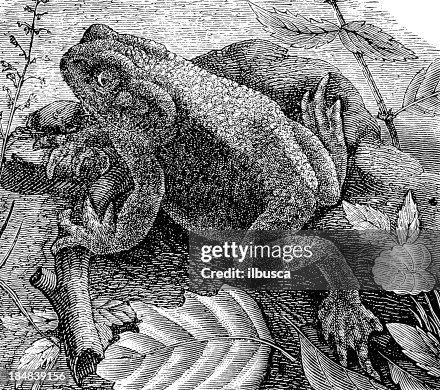 Common Toad (Bufo Bufo) Common Toad (Bufo Bufo)