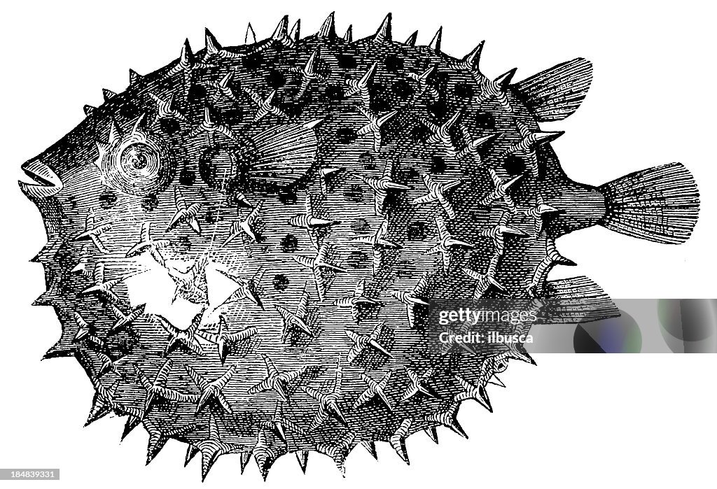 Long-spine Porcupinefish or Spiny Balloonfish (Diodon Holocanthus)