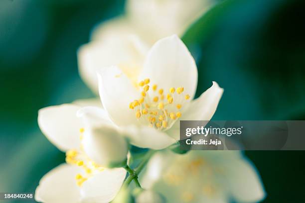 fiore di gelsomino - jasmine foto e immagini stock