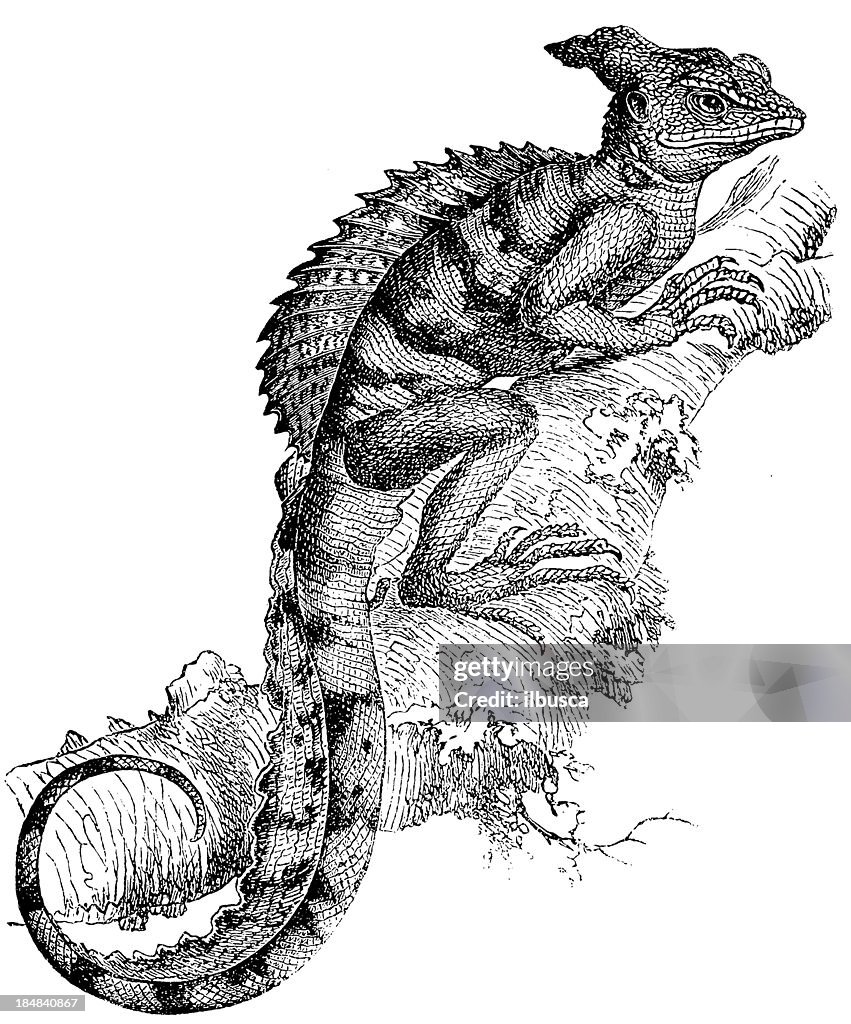 Common Basilisk (Basiliscus Basiliscus)