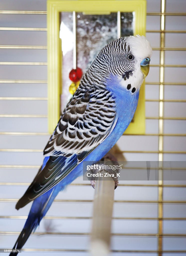 Parrot in a cage