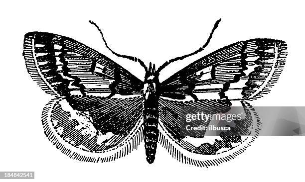 european corn borer (ostrinia nubilalis) - european corn borer stock illustrations