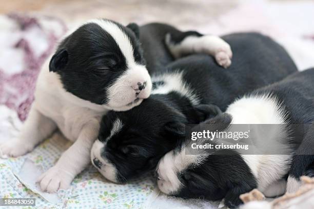 boston terrier puppies - newborn puppy stock pictures, royalty-free photos & images