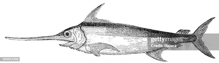 Swordfish (Xiphias Gladius) Swordfish (Xiphias Gladius)