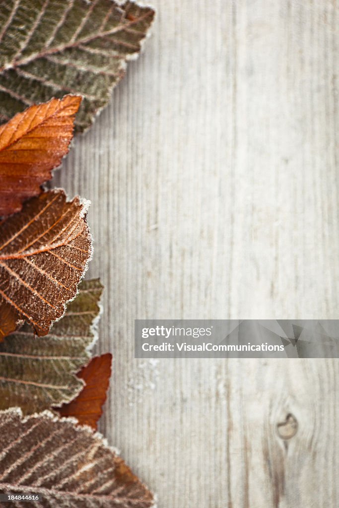 Frosty leaves.