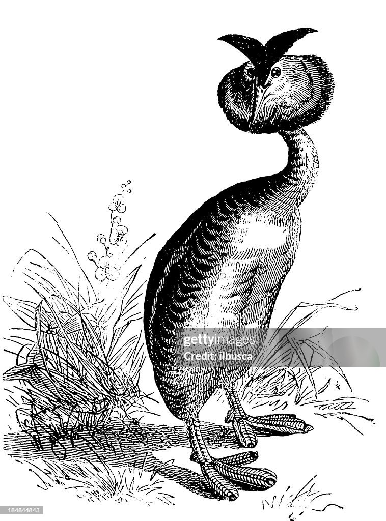 Little Grebe (Tachybaptus Ruficollis)