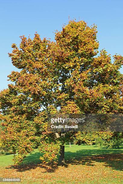 acer platanoides tree - norway maple stockfoto's en -beelden