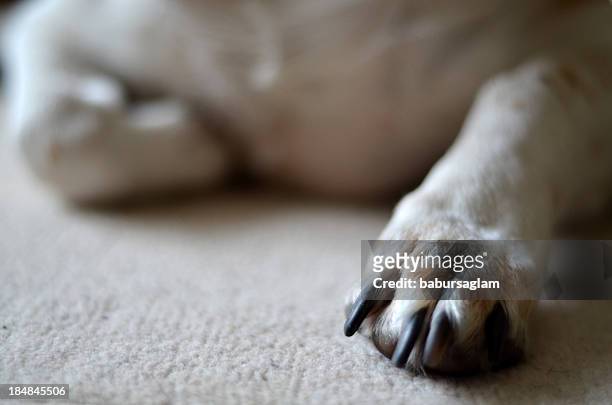 cane domestico - animal foot foto e immagini stock