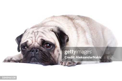 Overweight dog Overweight dog