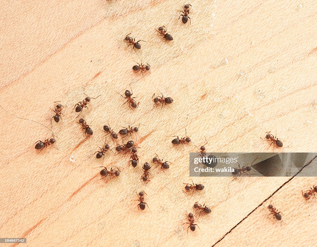 Ameisen auf wodden Etage top view mit Ameisengift