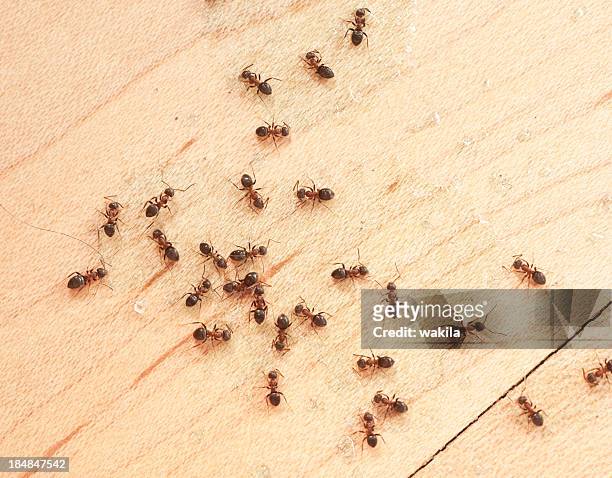 ants on wodden floor top view mit ameisengift - ant bites stock pictures, royalty-free photos & images