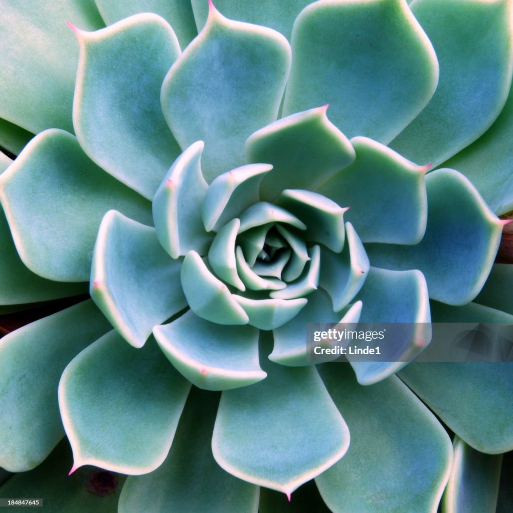 Succulent Echeveria