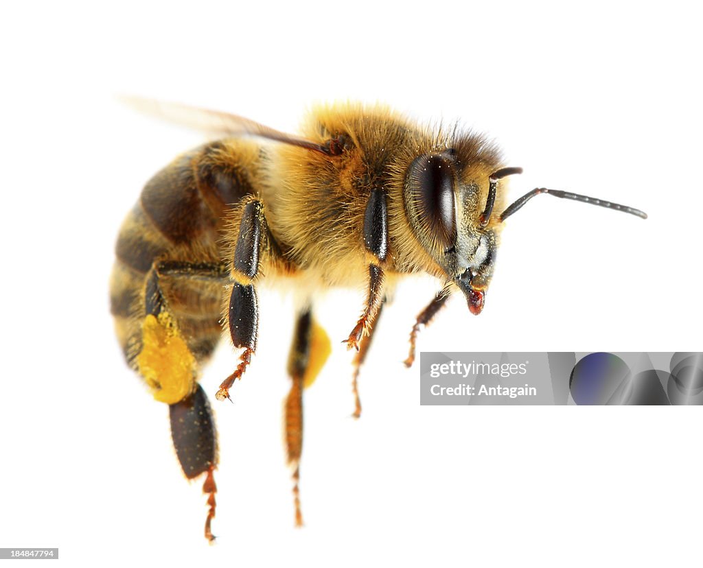 Photo A Ree Bee Bee High-Res Stock Photo - Getty Images