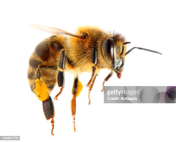 abelha - bees - fotografias e filmes do acervo