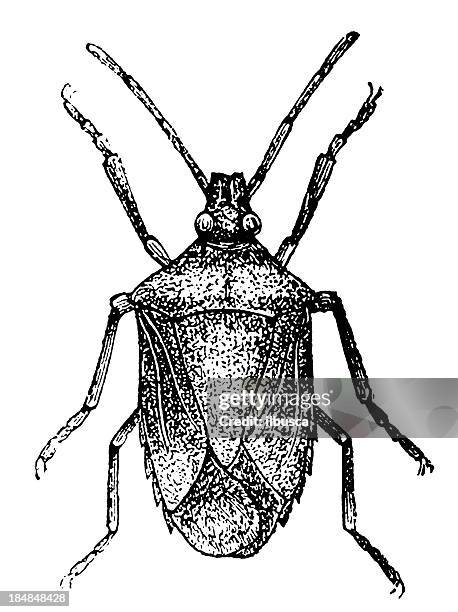 cimex griseus - bedbug stock-grafiken, -clipart, -cartoons und -symbole