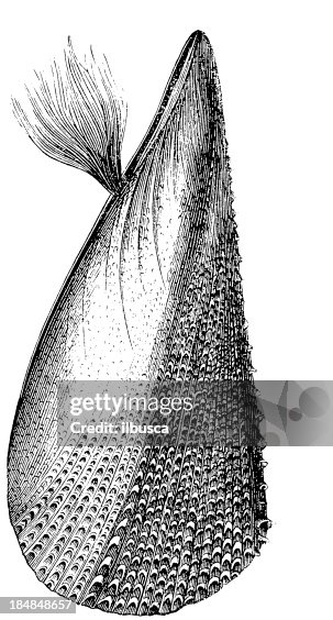 Scaly Fin Scaly Fin