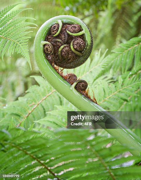 tree fern frond - new zealand leaves stock pictures, royalty-free photos & images