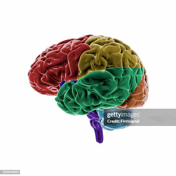 human brain with colored regions - human brain lateral stock pictures, royalty-free photos & images