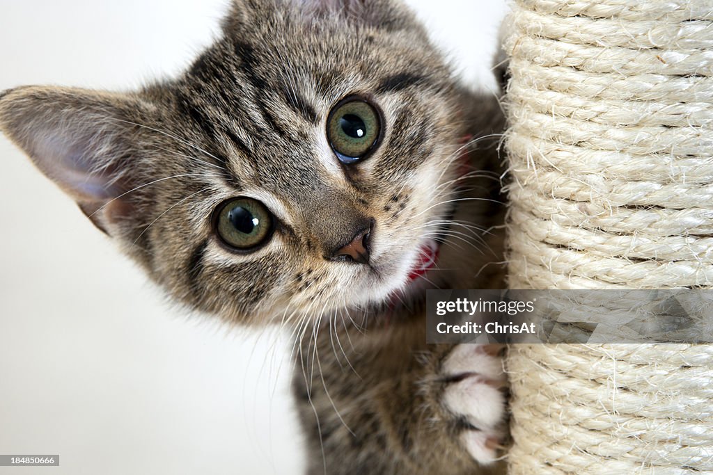 Curious wide eyed kitten staring at the camera