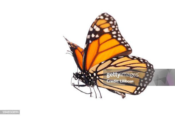 isolated monarch butterfly - monarchvlinder stockfoto's en -beelden