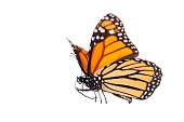 Isolated Monarch Butterfly