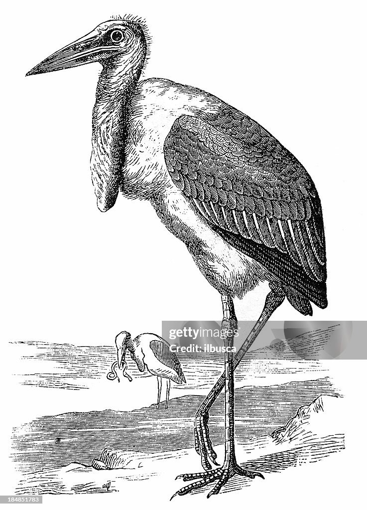 Marabou Stork (Leptoptilos Crumeniferus)