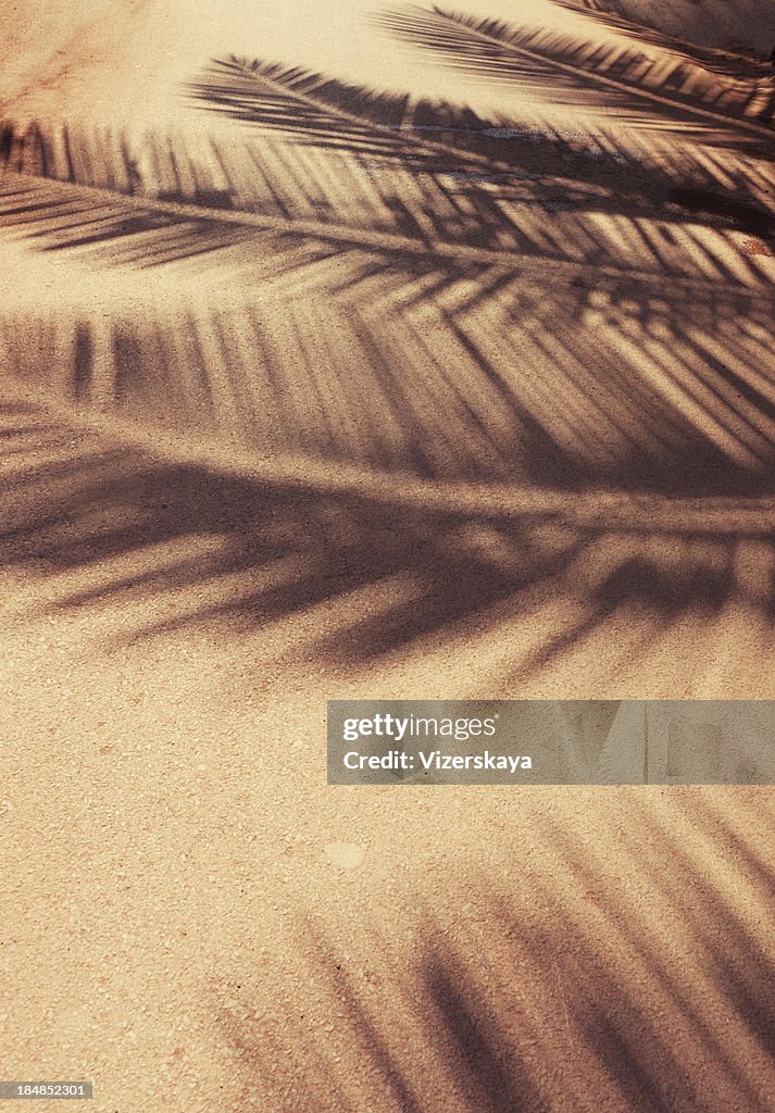 Palm leaf shadows at ground