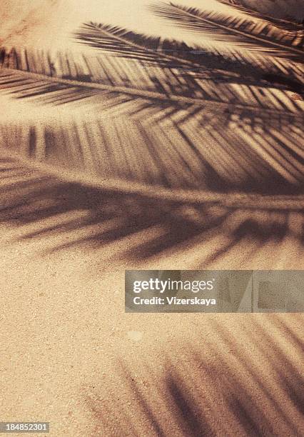 palm leaf shadows at ground - palm tree shadow stock pictures, royalty-free photos & images