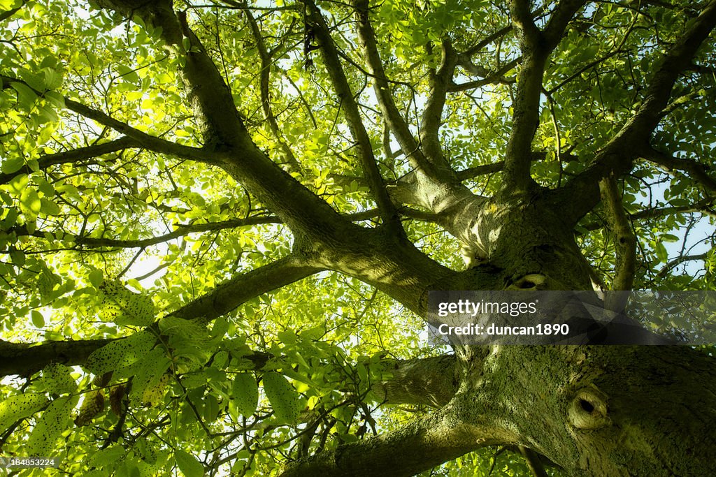 Under the greenwood tree