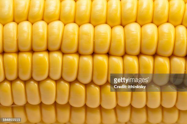 frischer mais - corn stock-fotos und bilder