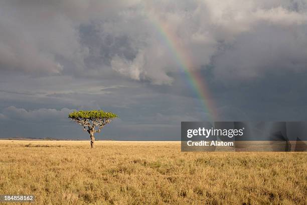 rainbow over the savannah - single tree stock pictures, royalty-free photos & images