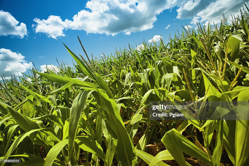 Campo di grano in estate sole