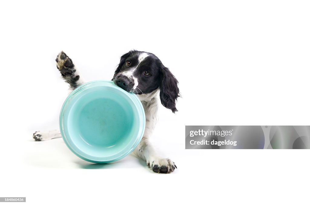 Black and white spaniel holding empty blue bowl in mouth