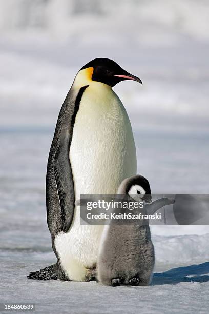 emperor penguin with chick - pinguïn stockfoto's en -beelden