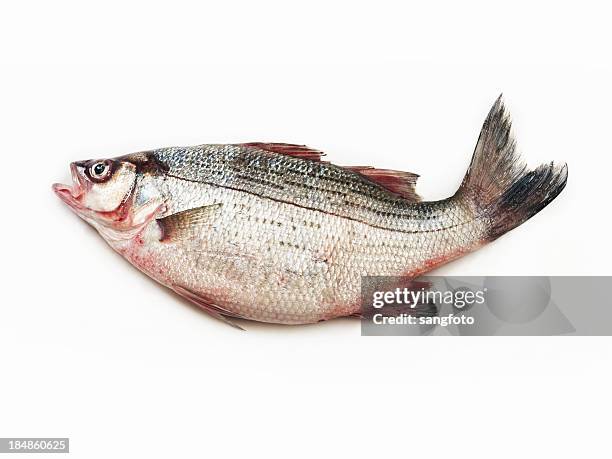 frischer roter schnapper - schnapper stock-fotos und bilder