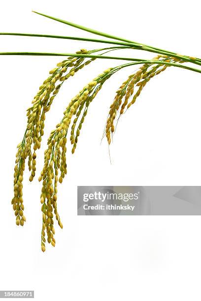 rice - rice production stockfoto's en -beelden