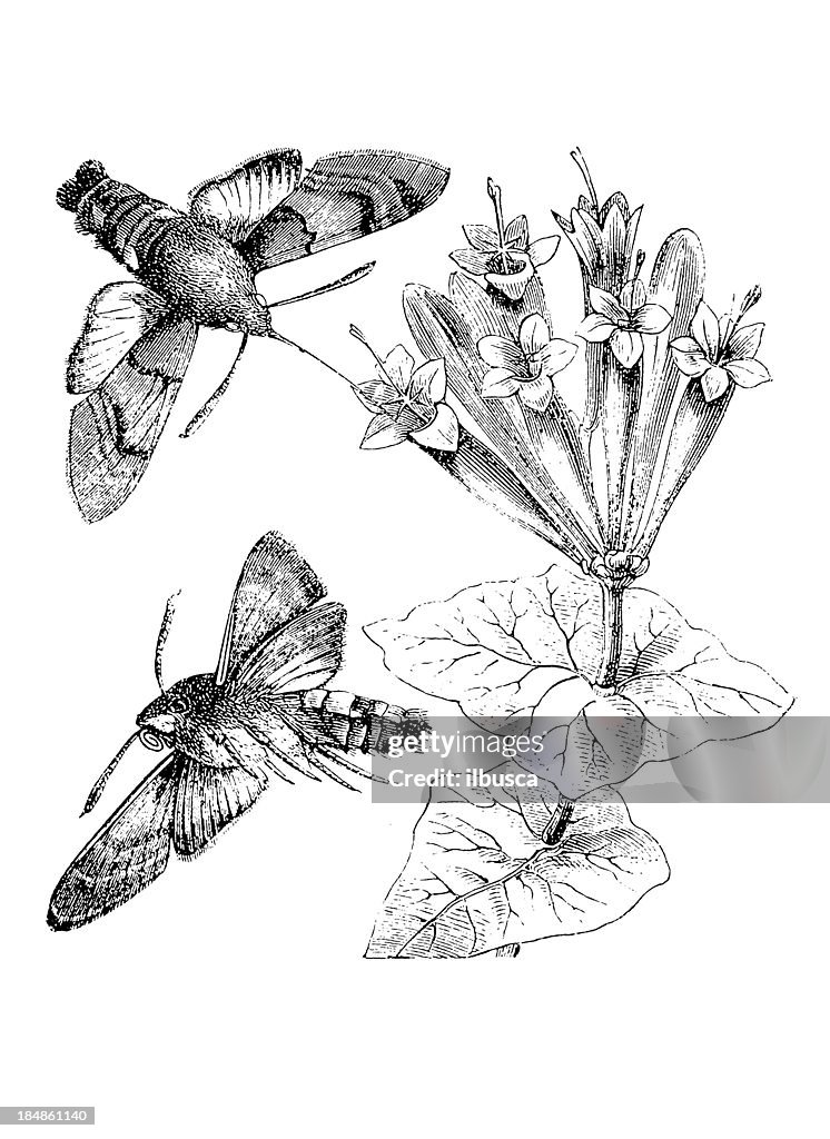 Hummingbird Hawk-moth (Macroglossum Stellatarum)