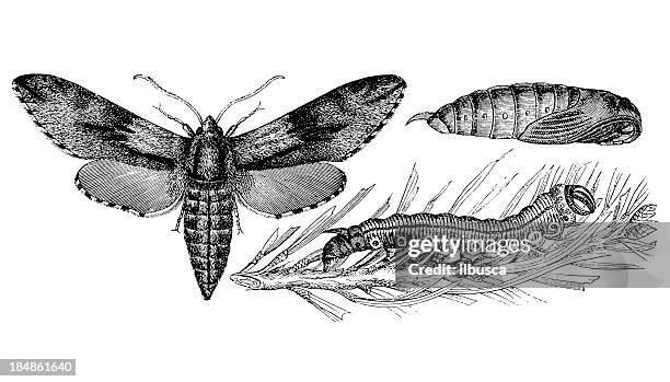 pine hawk-moth (sphinx pinastri) - zoology stock illustrations