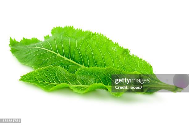 leafs - horseradish stock pictures, royalty-free photos & images