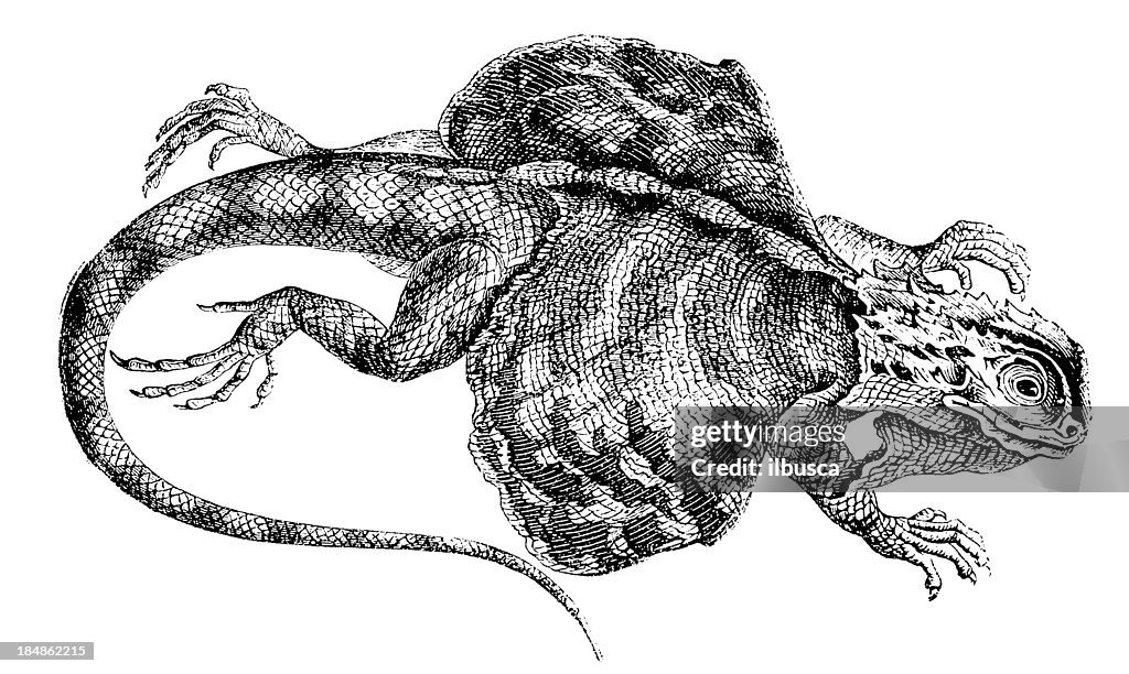 Flying Dragon (Draco Volans)