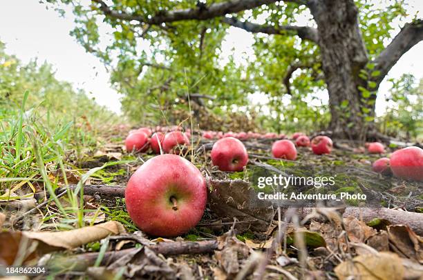 fallen apples on ground in orchard - gravity apple stock pictures, royalty-free photos & images
