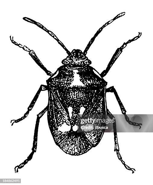cimex oleraceus - bed bug white background stock illustrations
