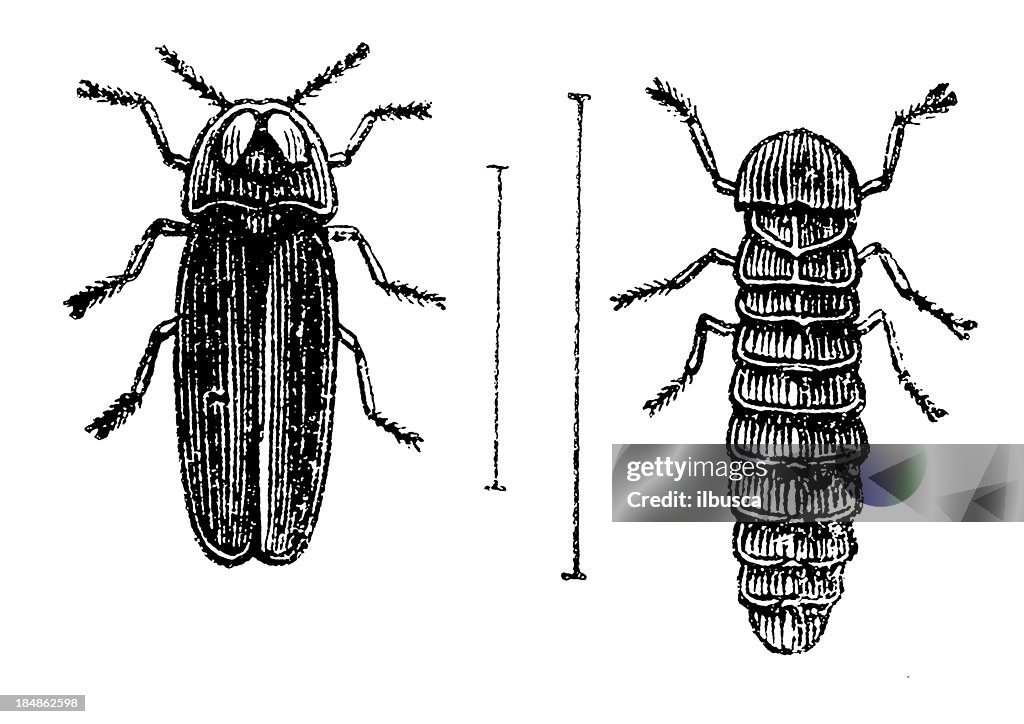 Glowworm (Lampyris Noctiluca) male and larva