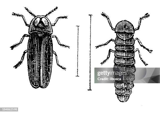 glowworm (lampyris noctiluca) male and larva - lampyris noctiluca stock illustrations