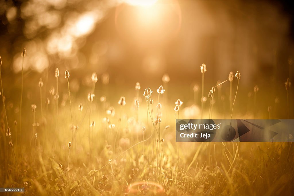 A picture of a golden field filled with sunlight