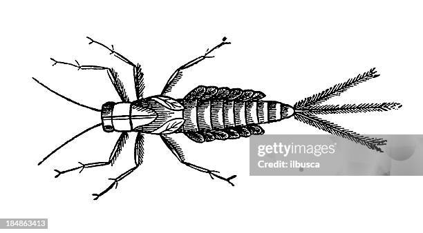 mayfly (ephemera vulgata) larva - mayfly nymph stock illustrations