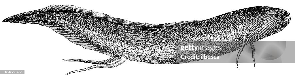 Lungfish (Lepidosiren Paradoxus)